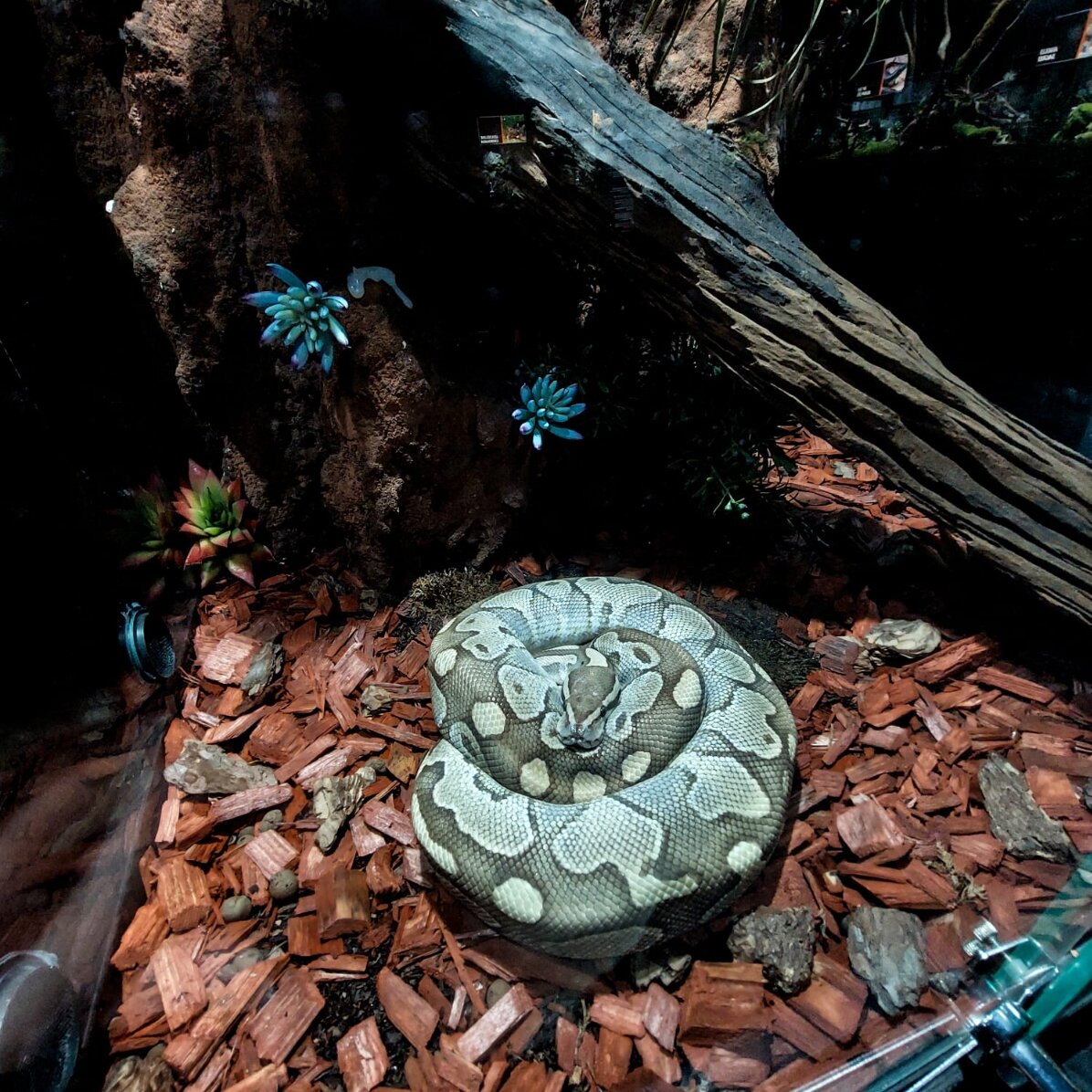 Experiență cadou pentru copii - Reptiland - o aventură educațională