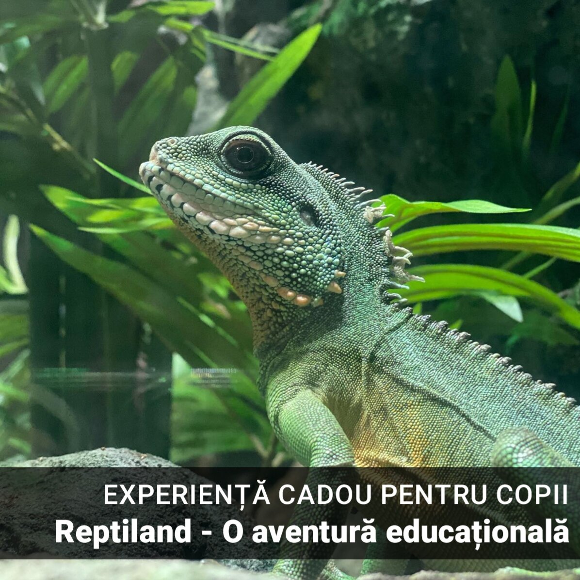 Experiență cadou pentru copii - Reptiland - o aventură educațională