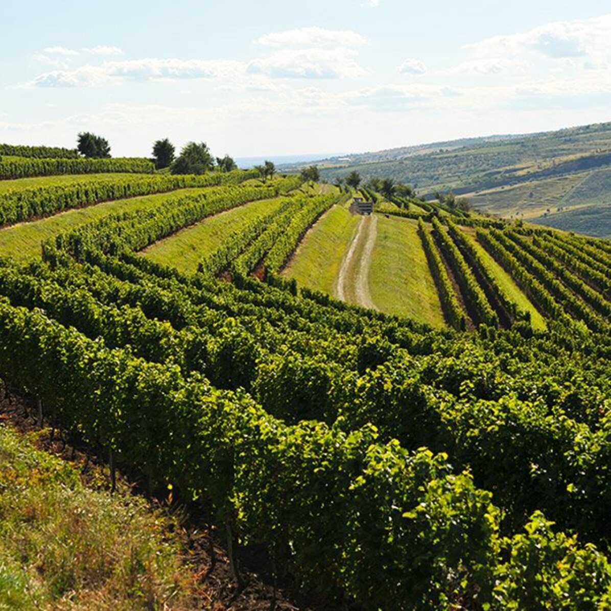 Experiență cadou  - Degustare de vin pentru 2 persoane și turul cramei Budureasca