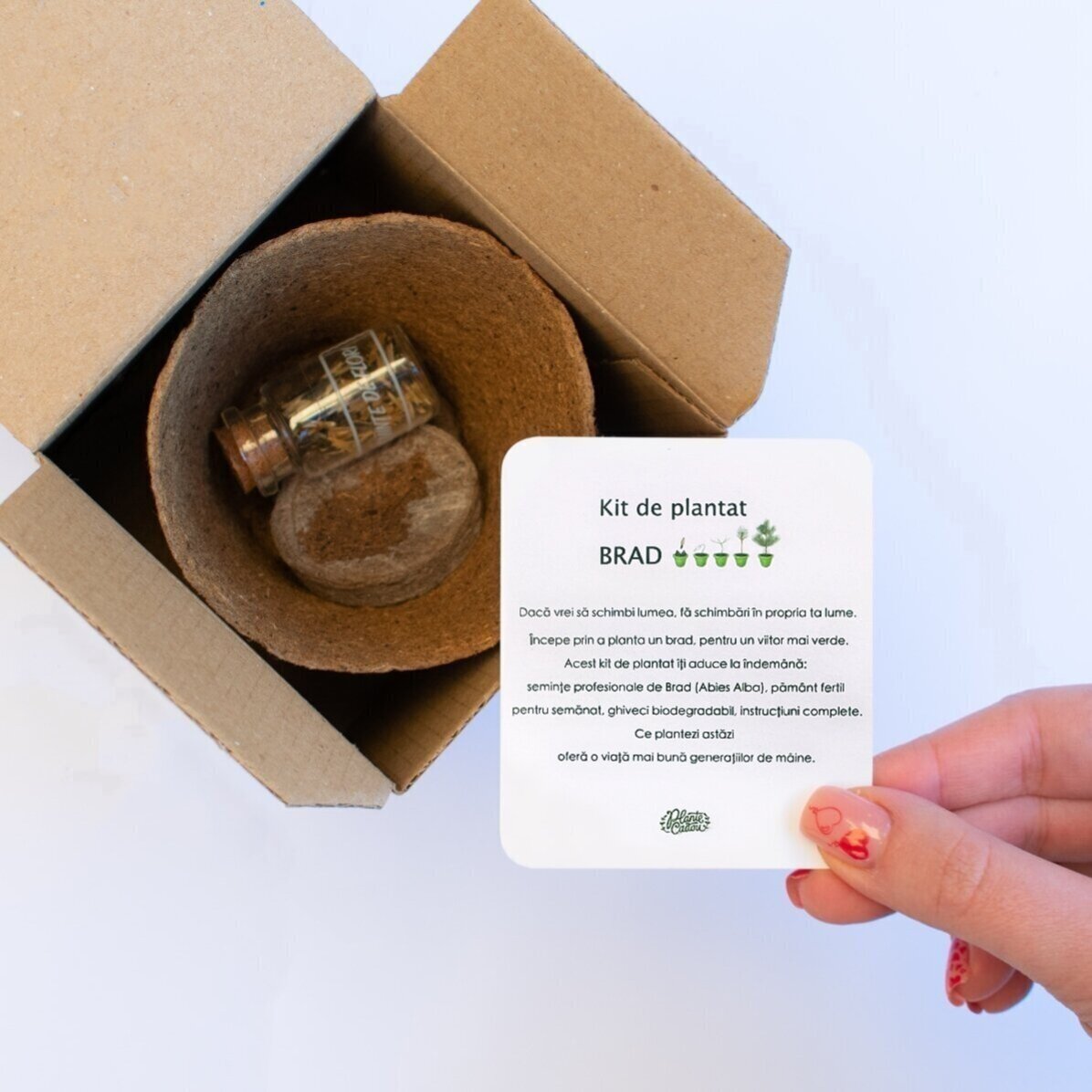 Kit de plantat semințe de brad în cutiuță personalizată cu logo și mesaj - Sărbători