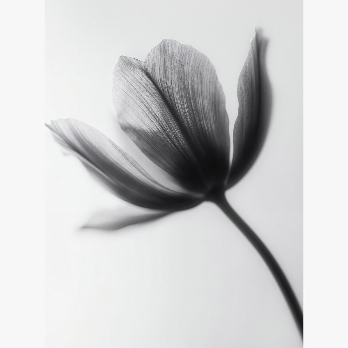Poster Black and white flower