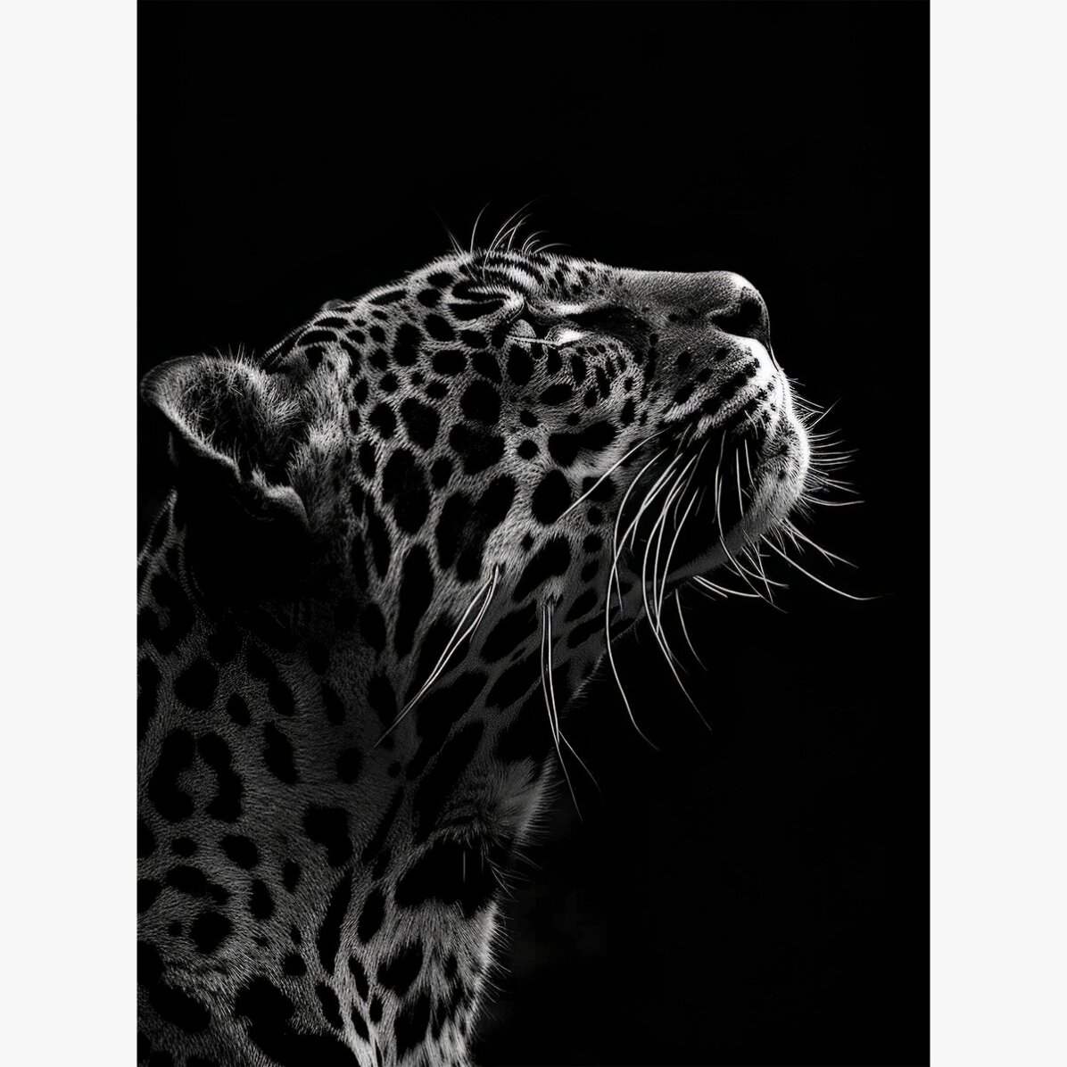 Poster Black and White Jaguar