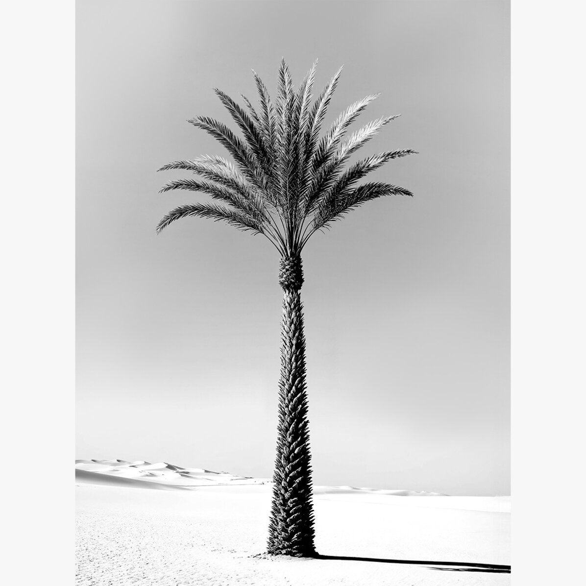 Poster Black and white palm tree