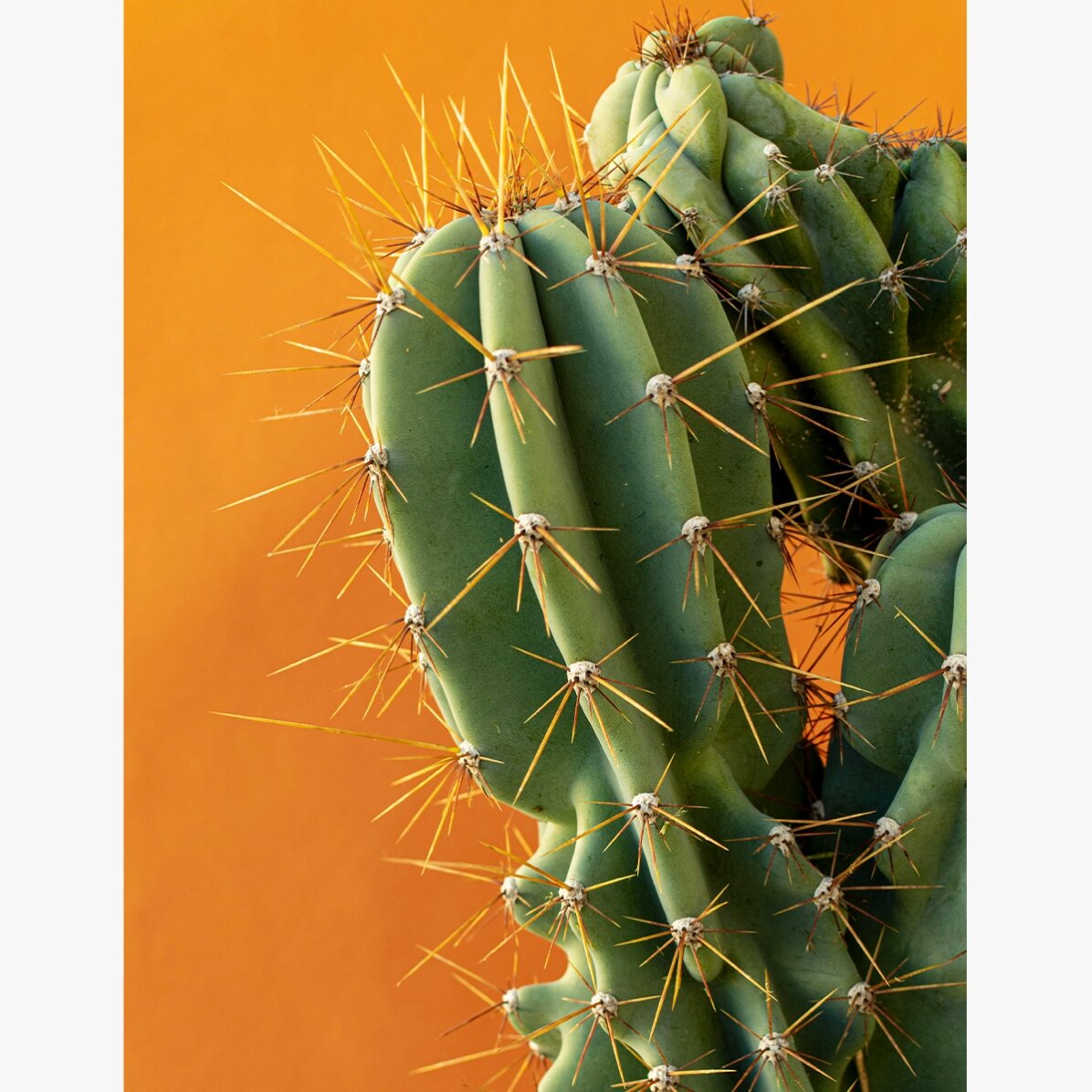 Poster Cactus cu fundal colorat