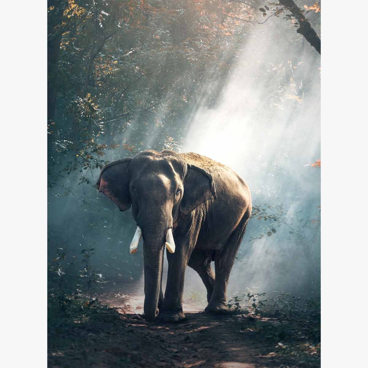Poster Elefant