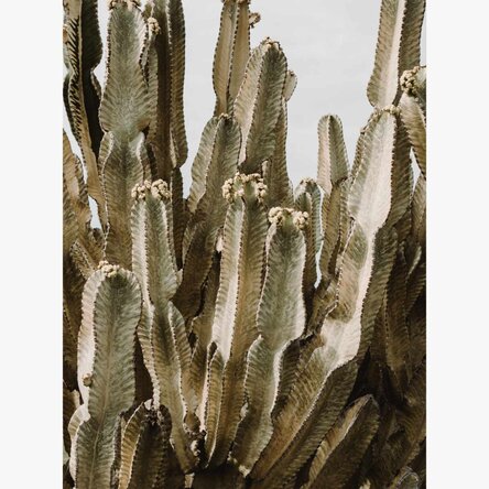 Poster green cactus