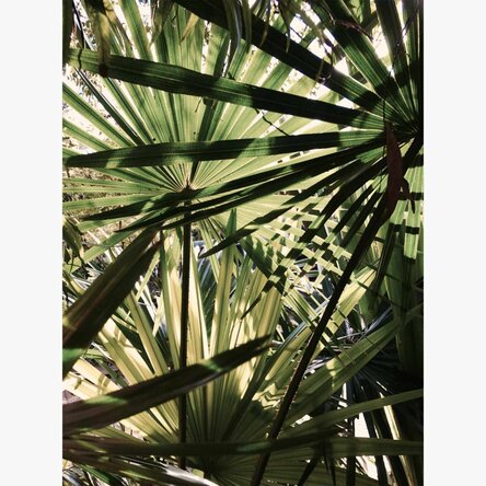 Poster palm tree