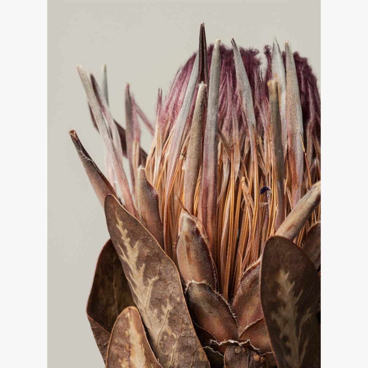 Poster pink protea