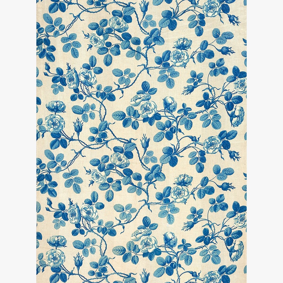 Poster Plante albastre