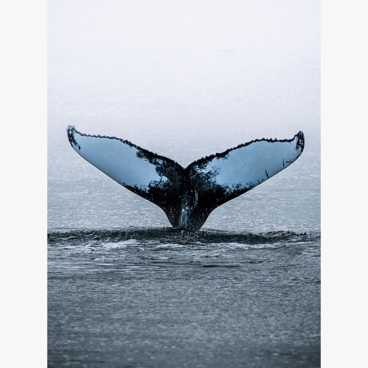Poster Whale Tail