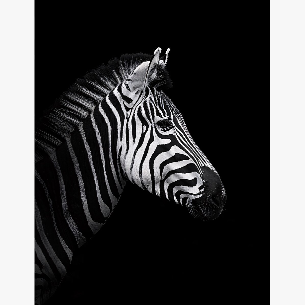 Poster Zebră