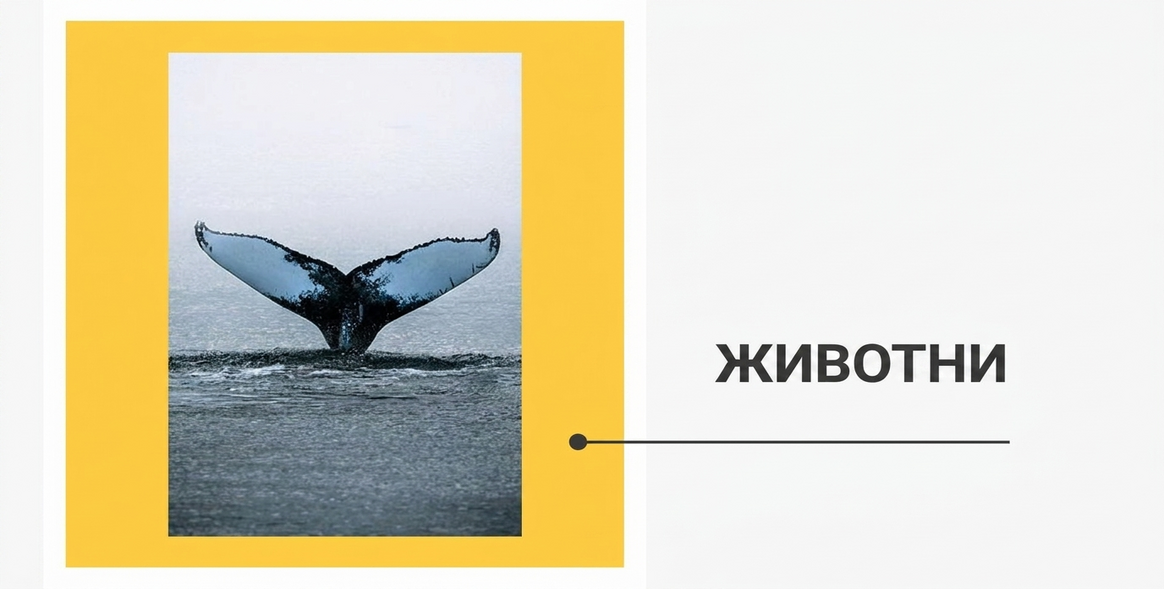 Постери - Колекция „Животни“