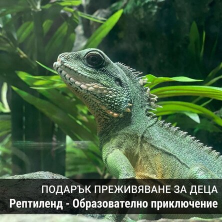 Подарък за деца - Reptiland - образователно приключение